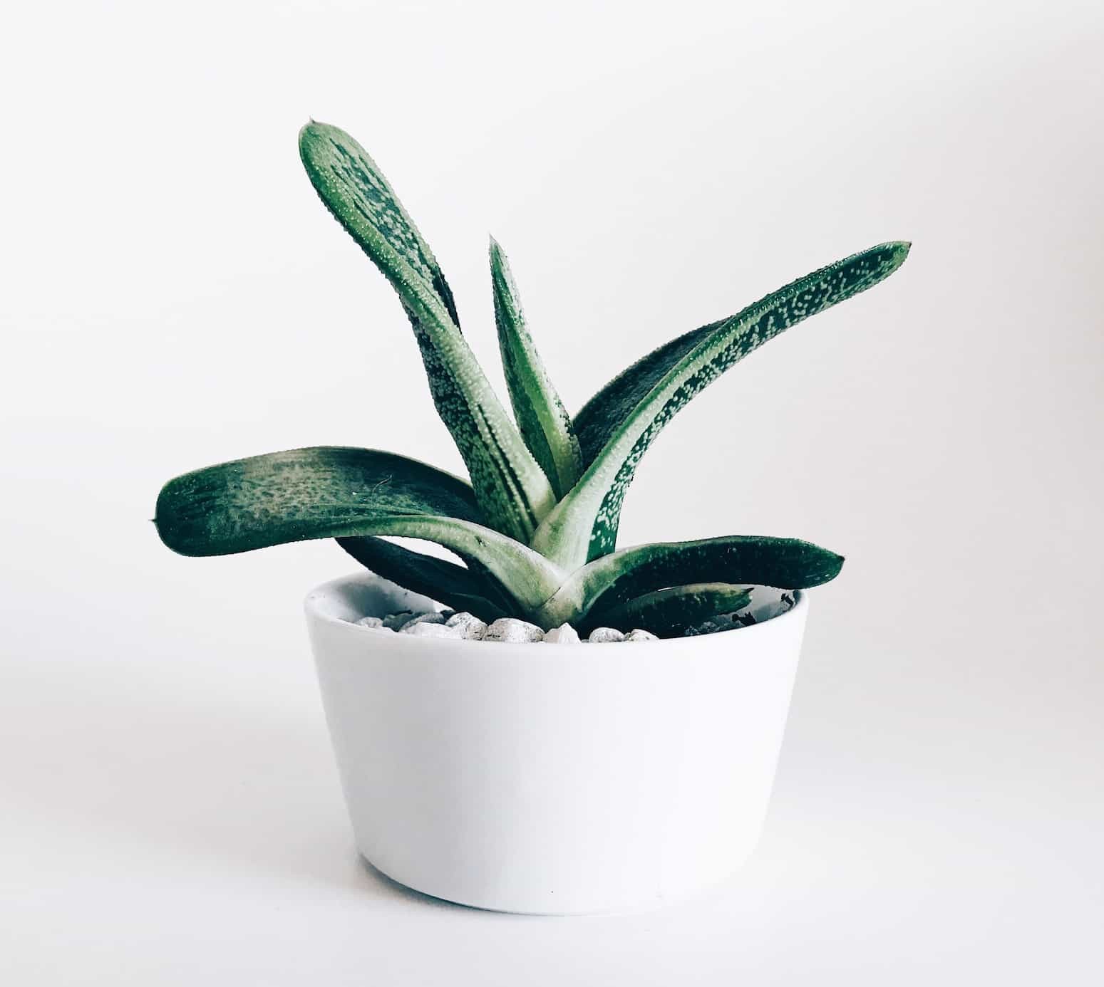 Plant in white pot with white background